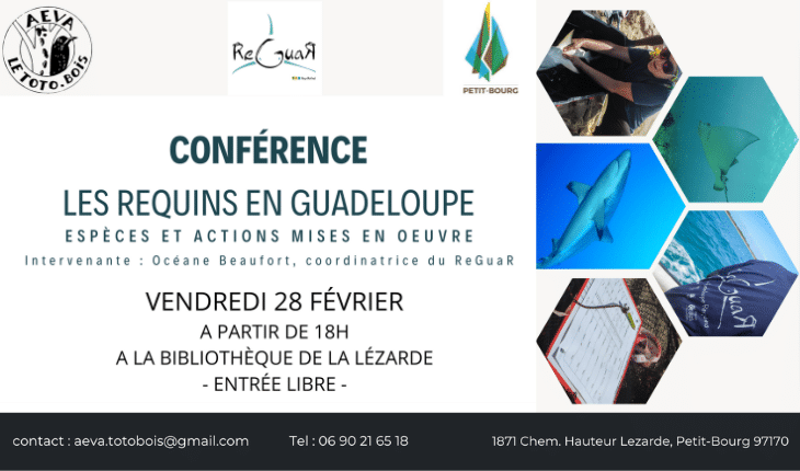 Conférence sur "les requins en Guadeloupe: espèces et actions mises en oeuvre"